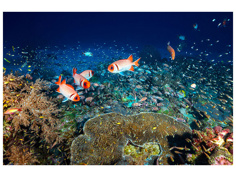 panoramic-3-piece-canvas-print-reef-lifeii