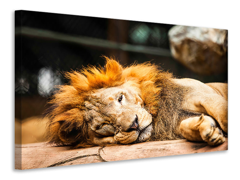 5-piece-canvas-print-relaxed-lion