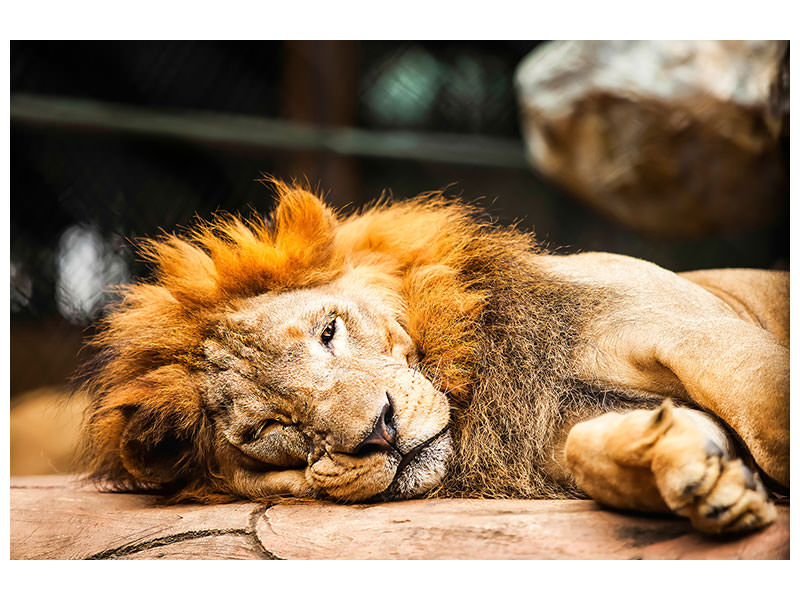 modern-4-piece-canvas-print-relaxed-lion