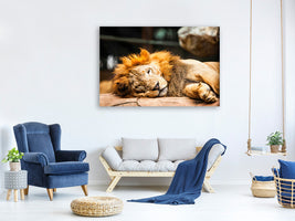 5-piece-canvas-print-relaxed-lion