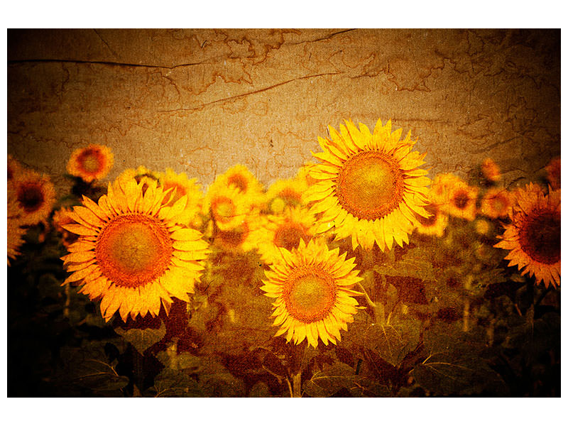 5-piece-canvas-print-retro-sunflower
