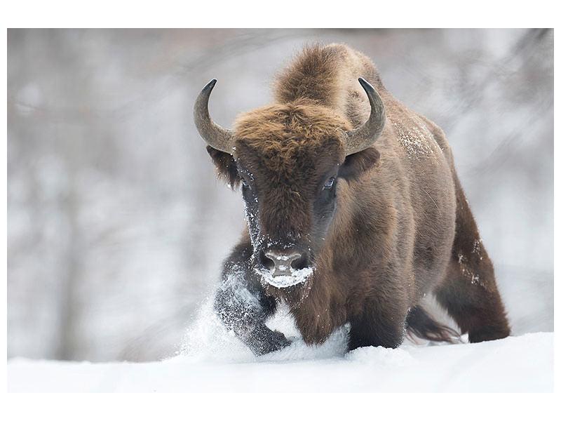 3-piece-canvas-print-rewilded