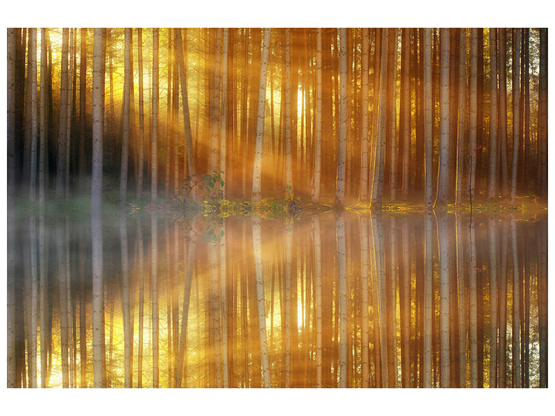 3-piece-canvas-print-romantic-mood-in-the-forest