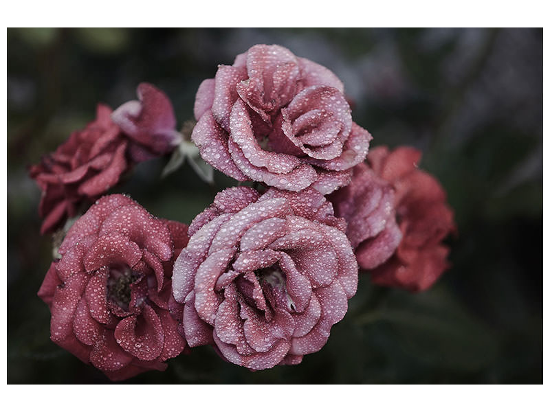 5-piece-canvas-print-romantic-roses
