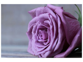 3-piece-canvas-print-rose-in-purple-xxl