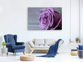 panoramic-3-piece-canvas-print-rose-in-purple-xxl