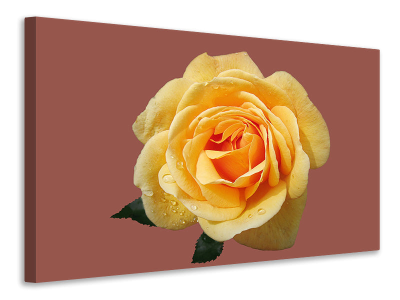 3-piece-canvas-print-rose-in-yellow-xxl