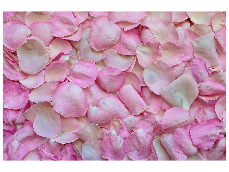 3-piece-canvas-print-rose-petals-in-pink-ii