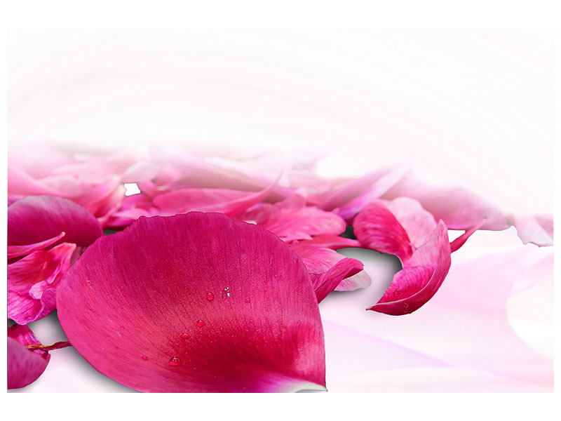 5-piece-canvas-print-rose-petals-in-pink-iii