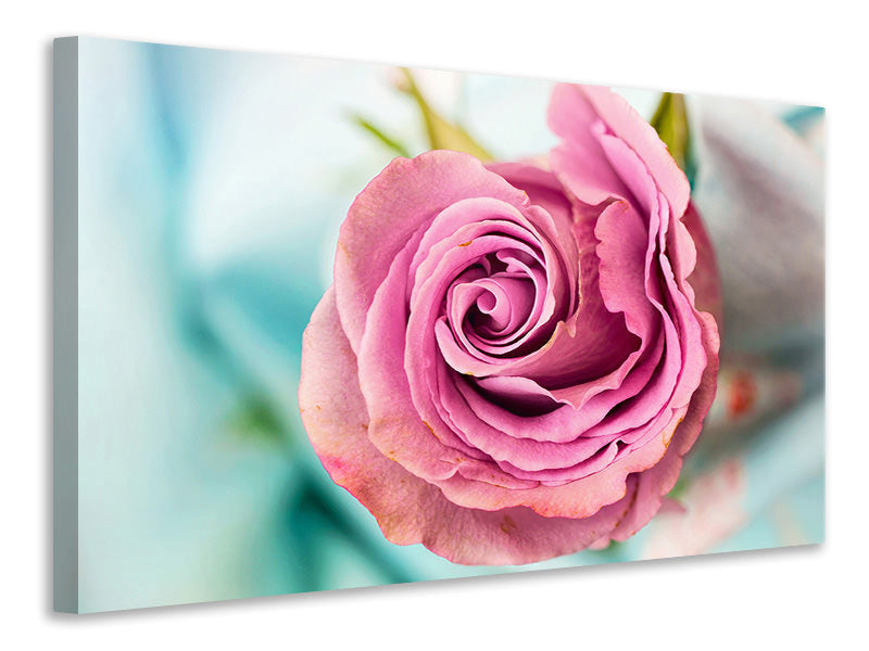 5-piece-canvas-print-roseblossom-in-pink