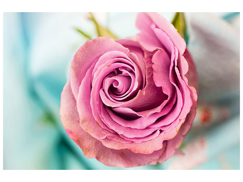 5-piece-canvas-print-roseblossom-in-pink