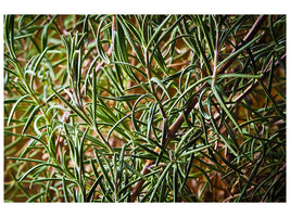 panoramic-3-piece-canvas-print-rosemary-xxl