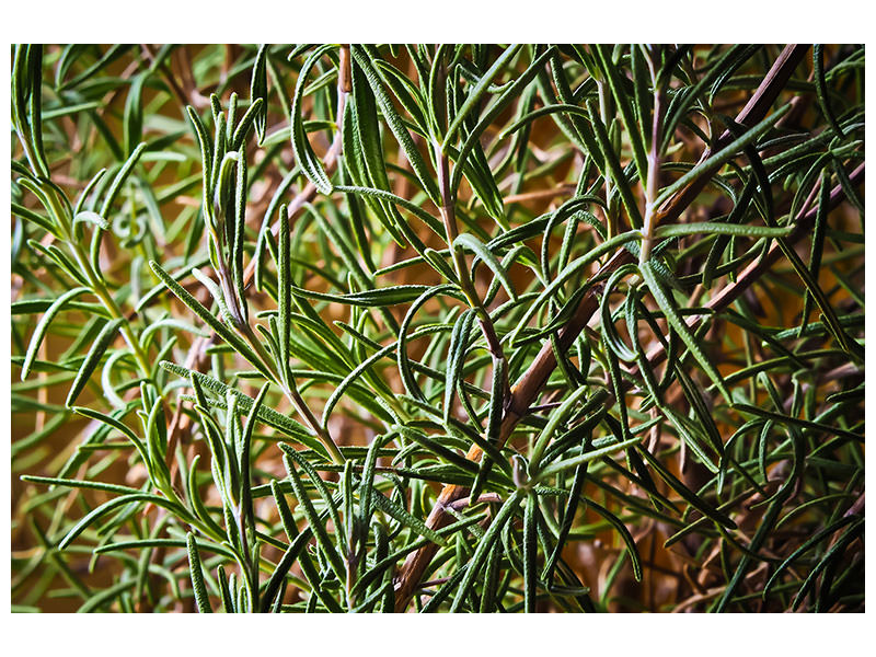 panoramic-3-piece-canvas-print-rosemary-xxl