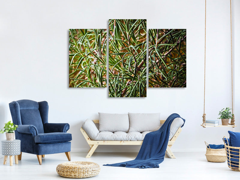 3-piece-canvas-print-rosemary-xxl