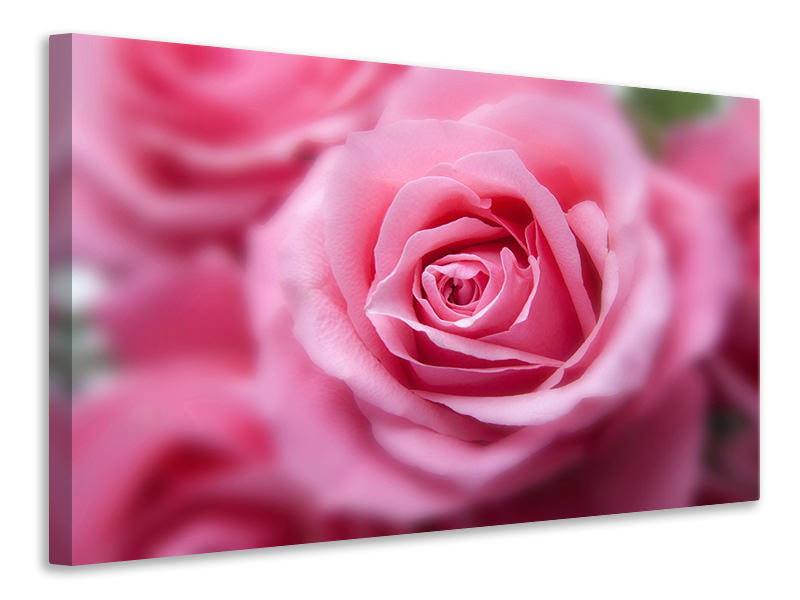 4-piece-canvas-print-roses-macro