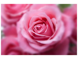 panoramic-3-piece-canvas-print-roses-macro