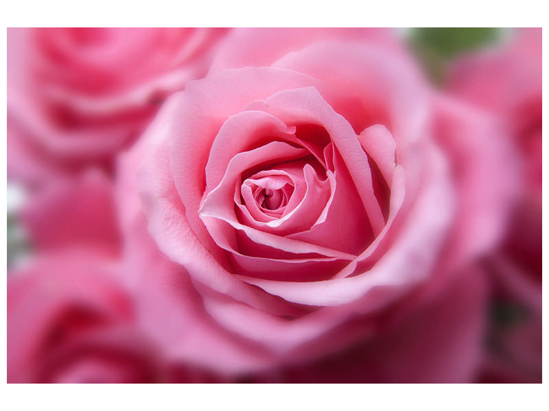 4-piece-canvas-print-roses-macro