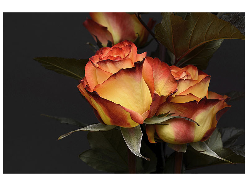 5-piece-canvas-print-roses-of-the-romance