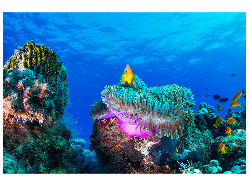 5-piece-canvas-print-sea-life