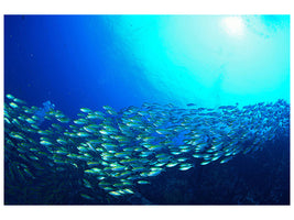 panoramic-3-piece-canvas-print-shoal-of-fish