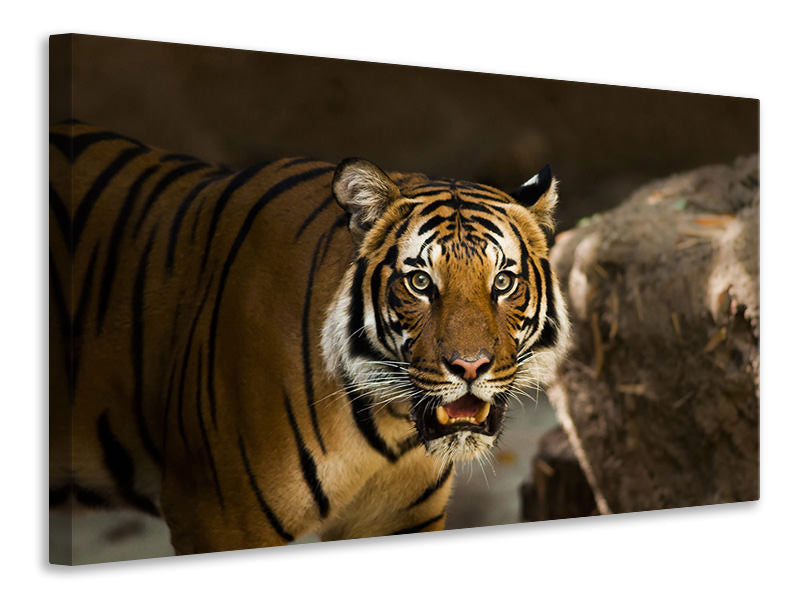 3-piece-canvas-print-sibirian-tiger