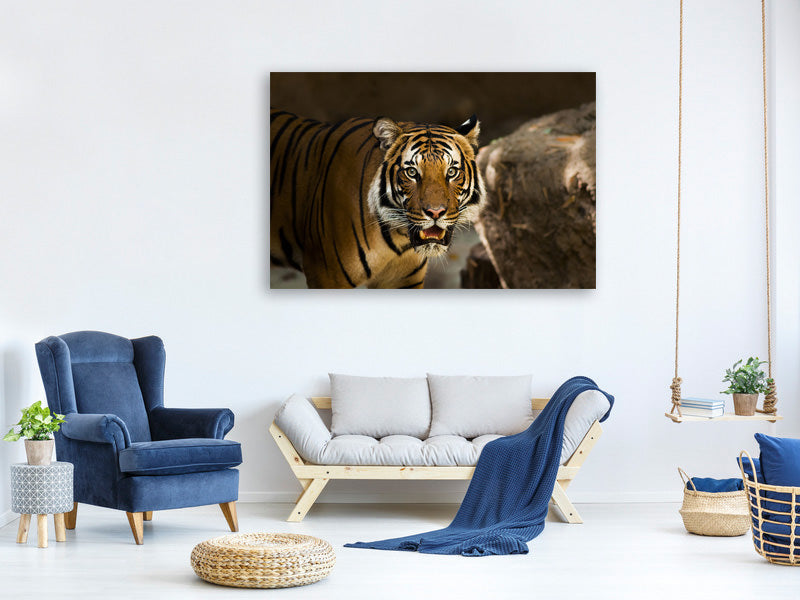 3-piece-canvas-print-sibirian-tiger