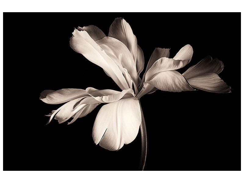 panoramic-3-piece-canvas-print-simplicity