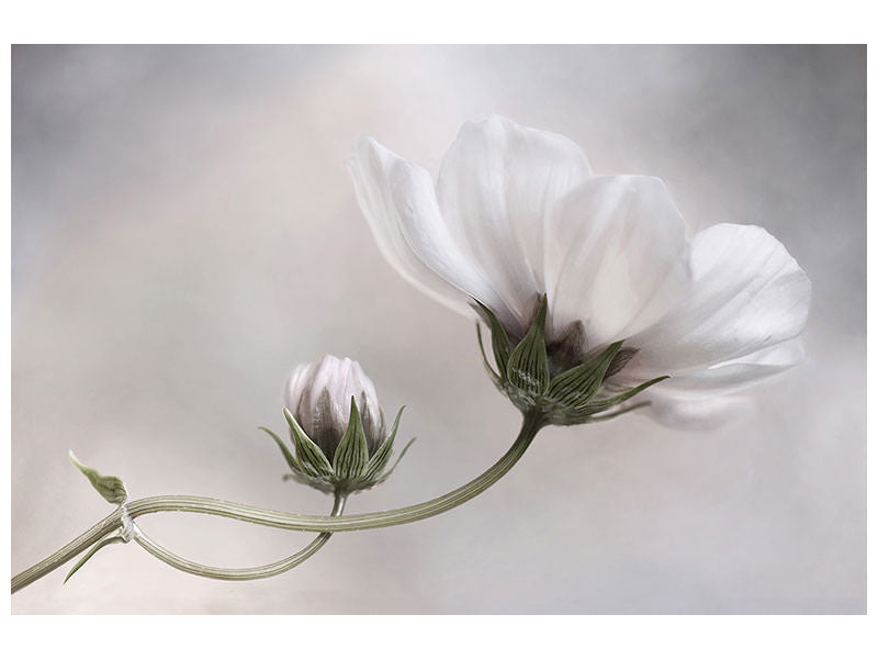 3-piece-canvas-print-simply-cosmos