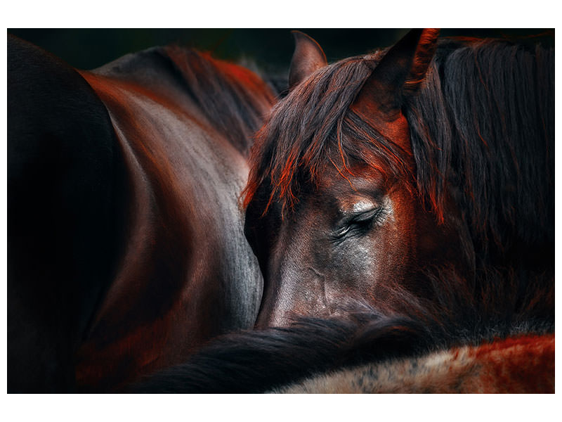 3-piece-canvas-print-sleep-huddle