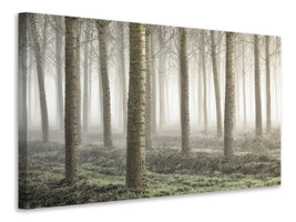 panoramic-canvas-print-small-woodland