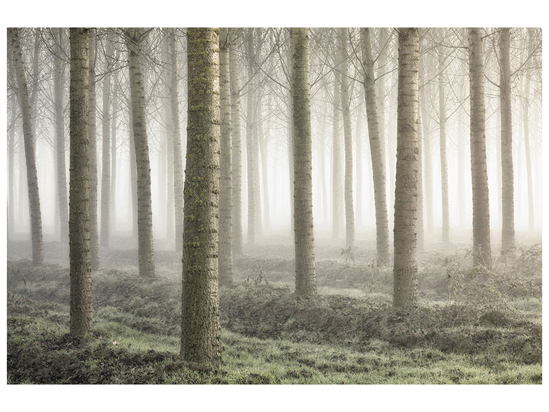 modern-3-piece-canvas-print-small-woodland