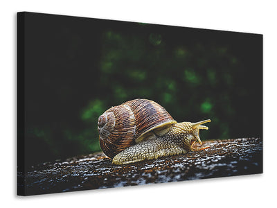 3-piece-canvas-print-snail-xxl