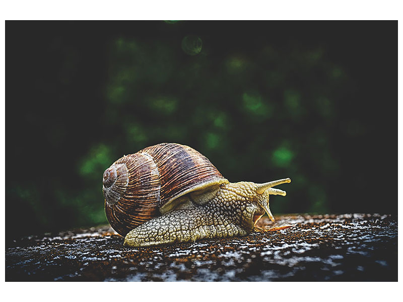 3-piece-canvas-print-snail-xxl