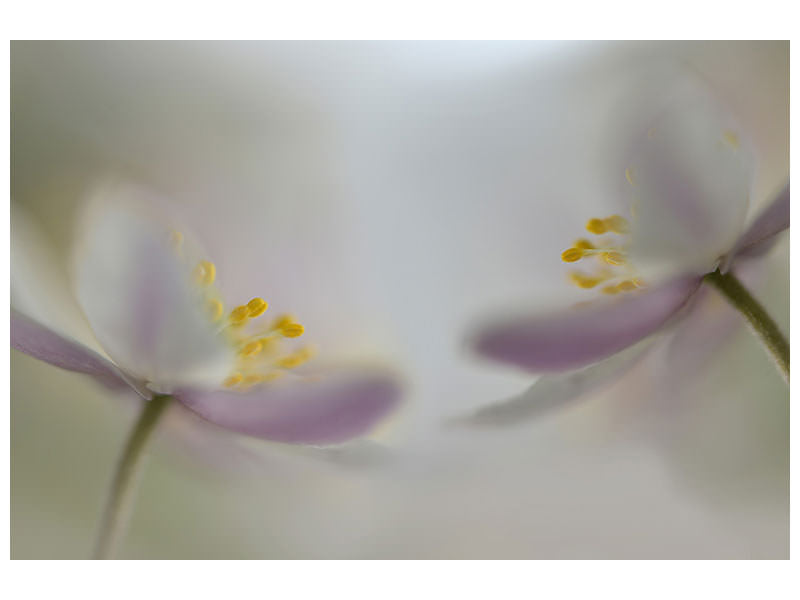 panoramic-3-piece-canvas-print-soft-whispering