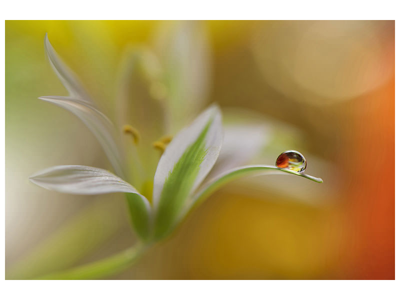 panoramic-canvas-print-sound-of-colors