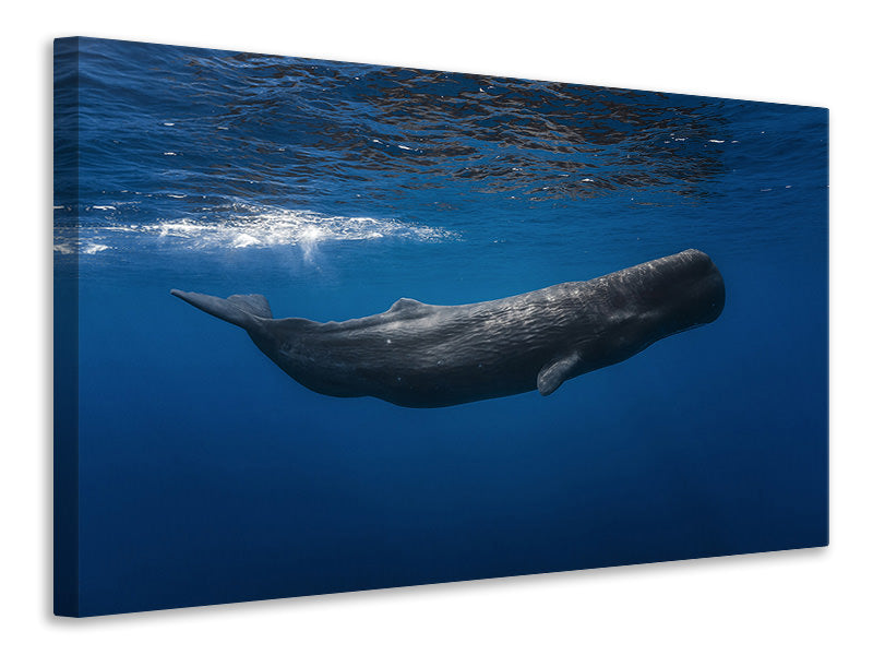 4-piece-canvas-print-sperm-whale