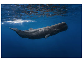 3-piece-canvas-print-sperm-whale
