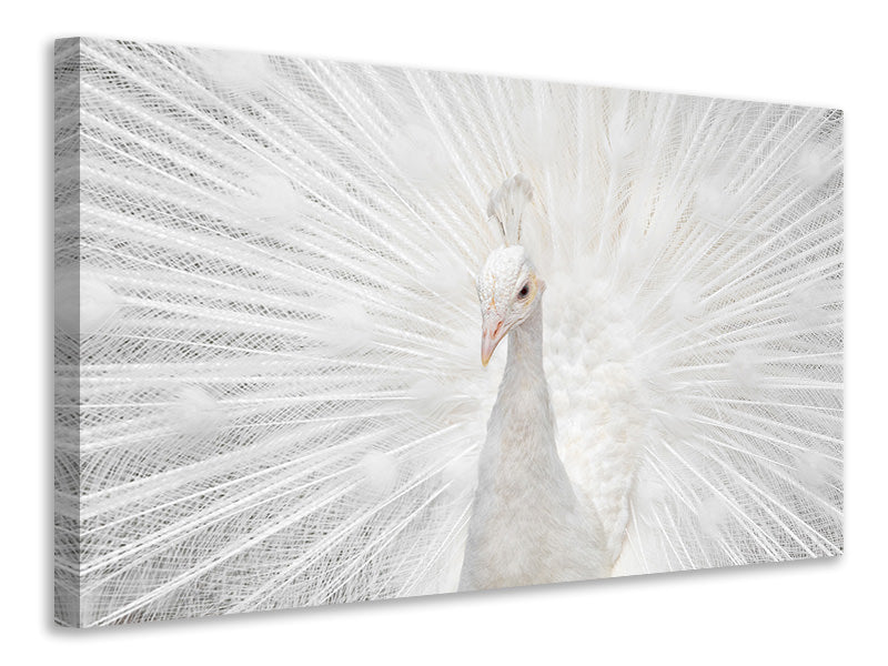 modern-4-piece-canvas-print-splendid-whitie