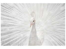 panoramic-canvas-print-splendid-whitie