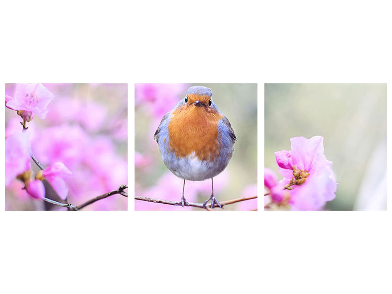 panoramic-canvas-print-spring-bird