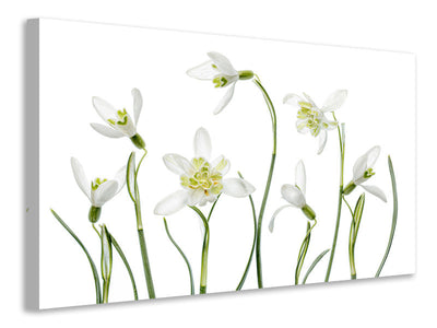 modern-3-piece-canvas-print-spring-snowdrops