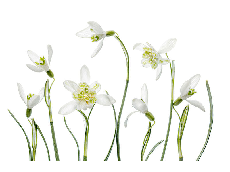 modern-4-piece-canvas-print-spring-snowdrops