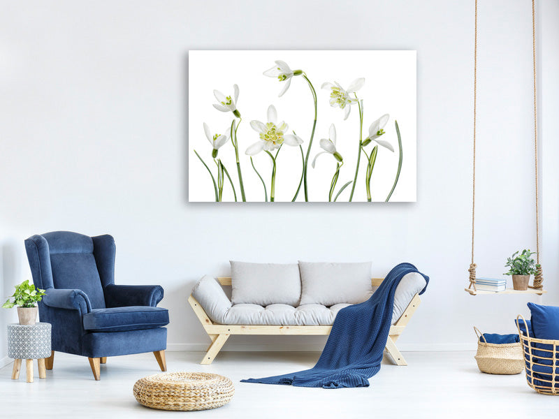 modern-4-piece-canvas-print-spring-snowdrops