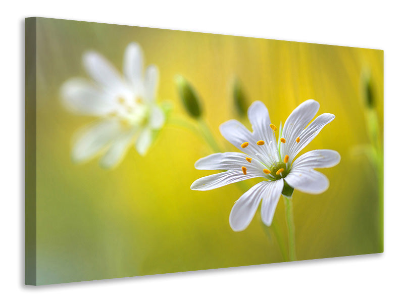 modern-3-piece-canvas-print-stitchwort-ii