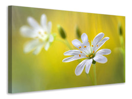 4-piece-canvas-print-stitchwort-ii