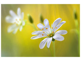 4-piece-canvas-print-stitchwort-ii