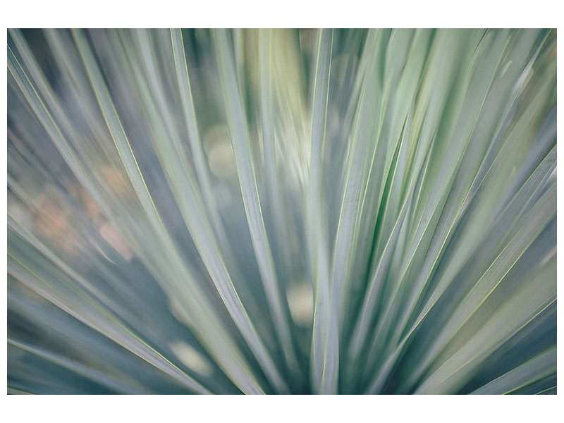modern-4-piece-canvas-print-strip-of-plant