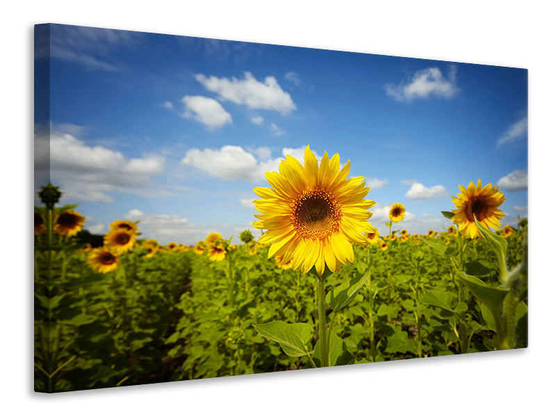 panoramic-3-piece-canvas-print-summer-sunflowers