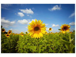 modern-4-piece-canvas-print-summer-sunflowers