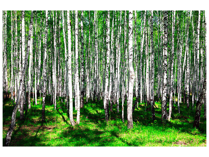 panoramic-3-piece-canvas-print-summerly-birch-forest